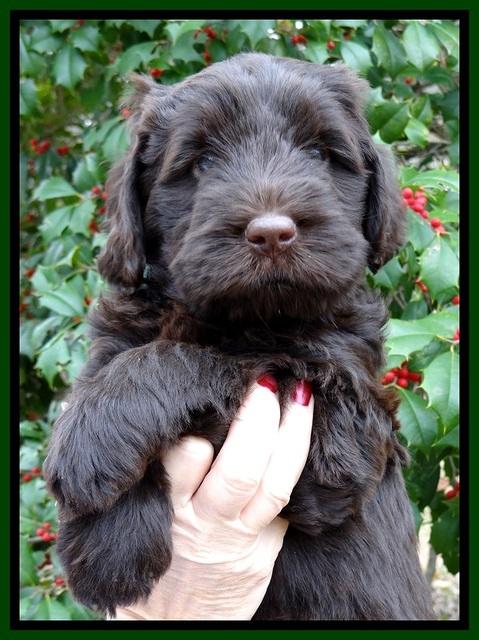 TH pups 7 weeks old 121