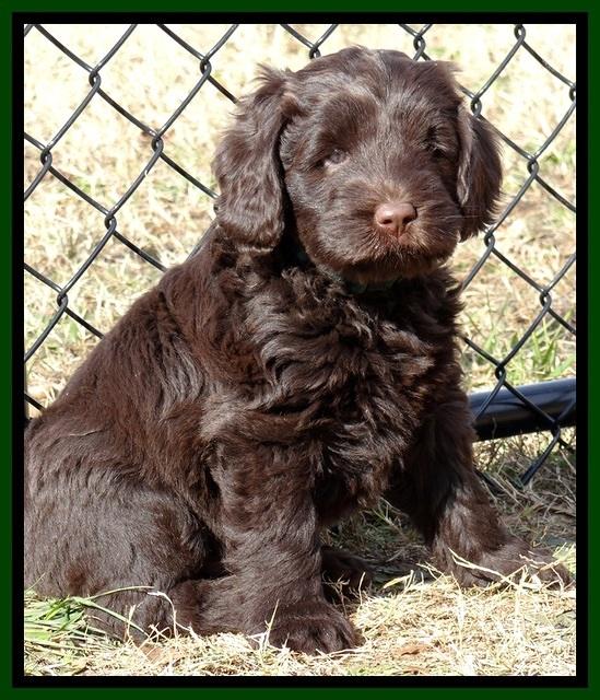 TH pups 7 weeks old 132