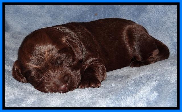 TH pups 1 wk old 272