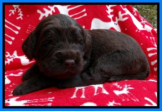 TH pups 3 wks old 341