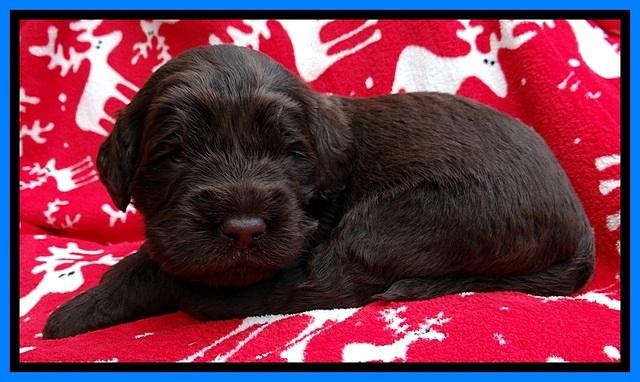TH pups 3 wks old 351