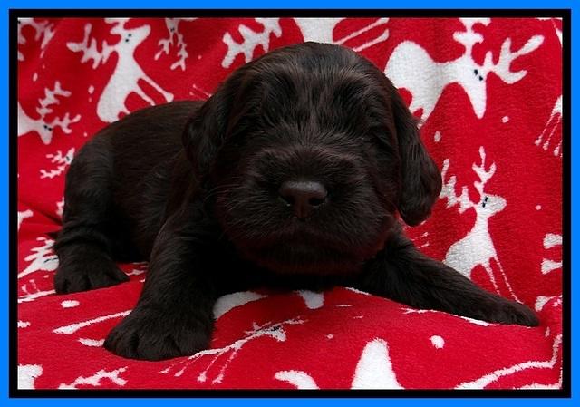 TH pups 3 wks old 371