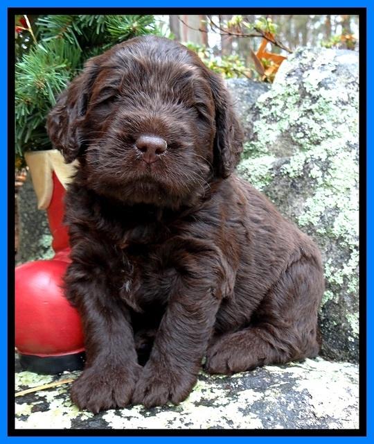 TH pups 4 wks old 401