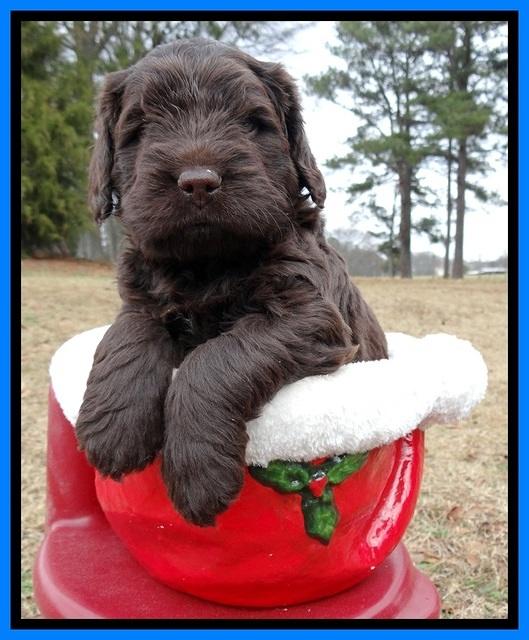 TH pups 5 weeks old 291
