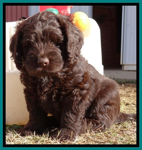 TH pups 7 weeks old 182