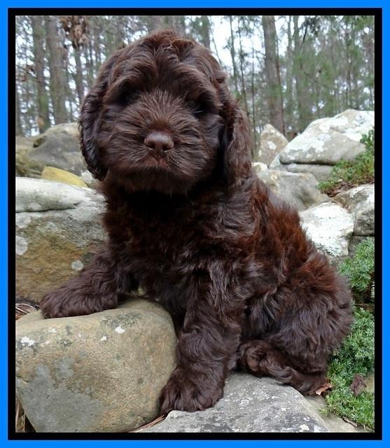 TH pups 8 wks old 106
