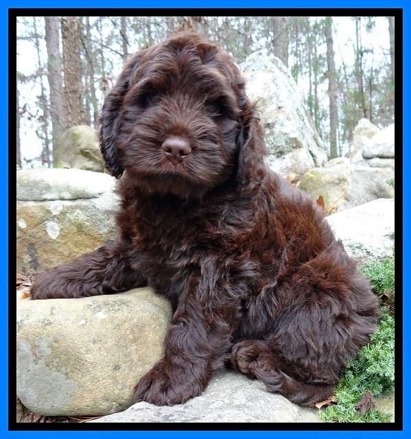 TH pups 8 wks old 96