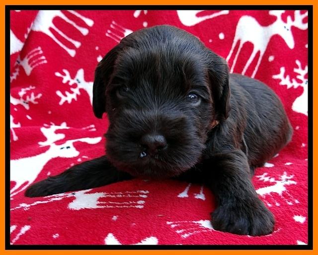 TH pups 3 wks old 231