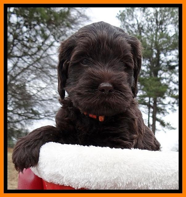 TH pups 5 weeks old 251