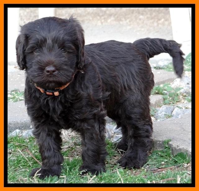 TH pups 5.5 wks old 41