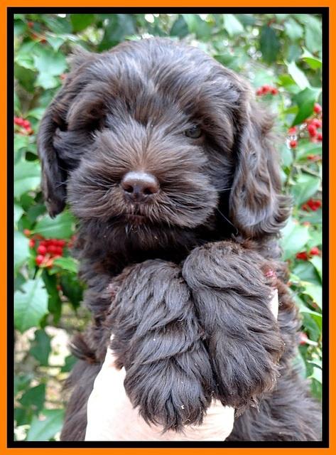 TH pups 7 weeks old 61