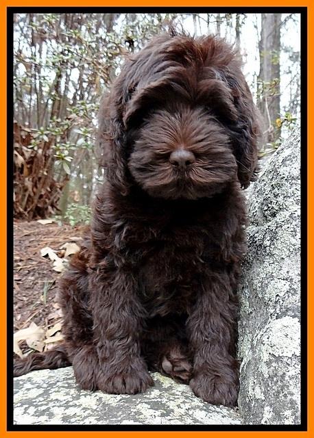 TH pups 8 wks old 147