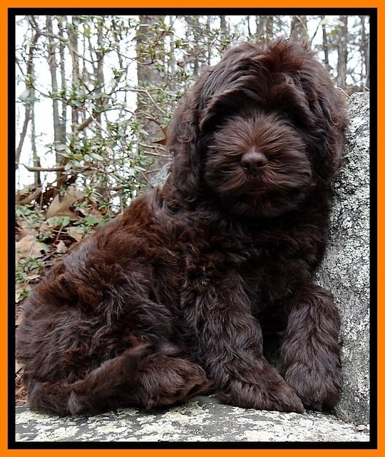 TH pups 8 wks old 157