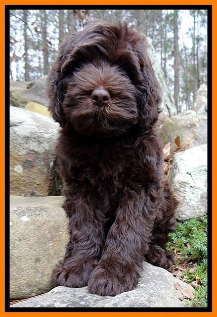 TH pups 8 wks old 167