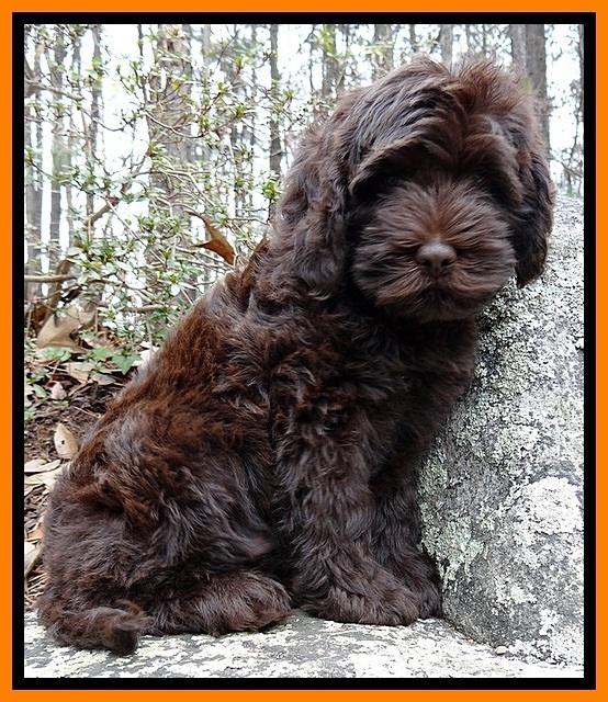 TH pups 8 wks old 187