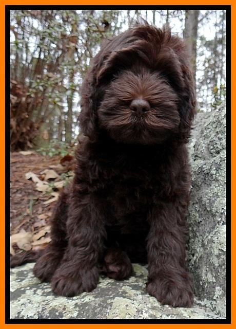 TH pups 8 wks old 197