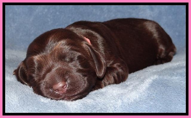 TH pups 1 wk old 32