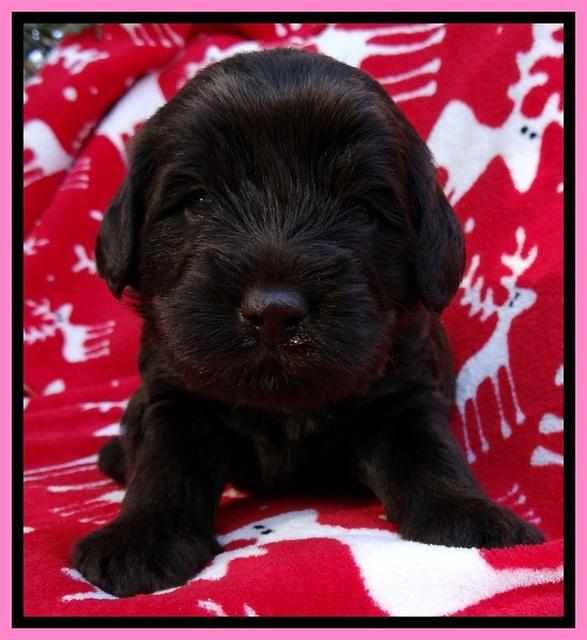 TH pups 3 wks old 21