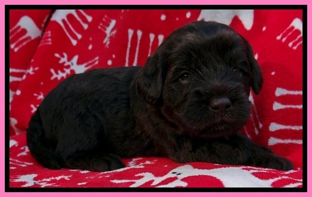 TH pups 3 wks old 31