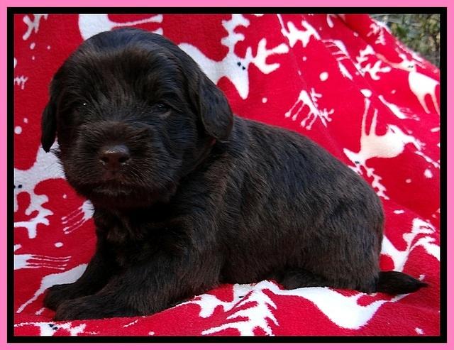 TH pups 3 wks old 41