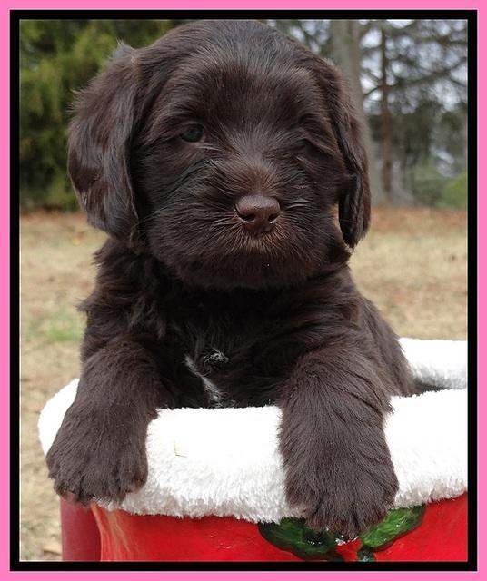 TH pups 5 weeks old 611