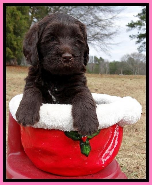 TH pups 5 weeks old 621