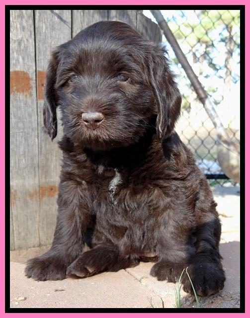 TH pups 5.5 wks old 172