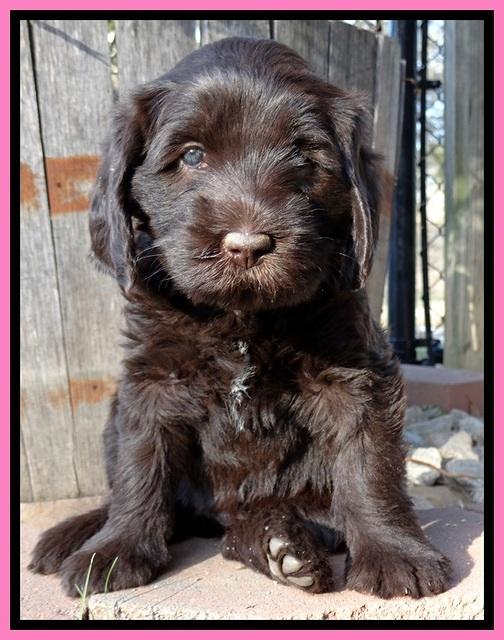 TH pups 5.5 wks old 182