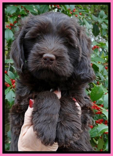 TH pups 7 weeks old 71