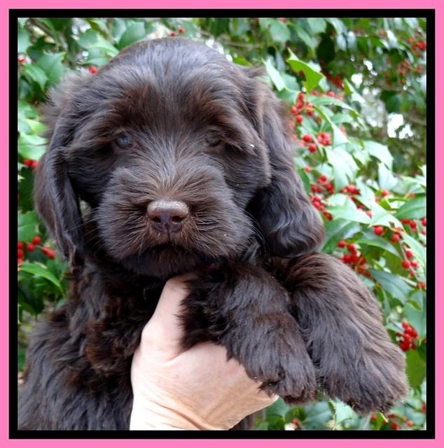 TH pups 7 weeks old 91