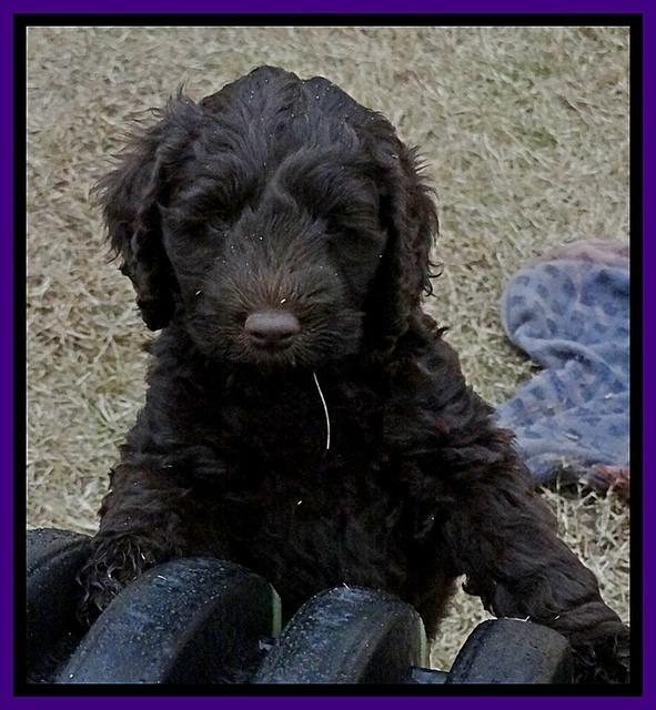 TB pups 7.2 weeks old 3!10
