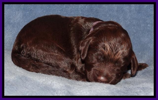 TH pups 1 wk old 92