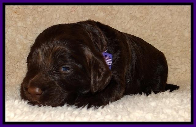 TH pups 2 wks old 101