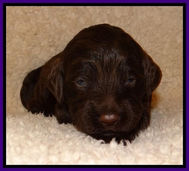 TH pups 2 wks old 81