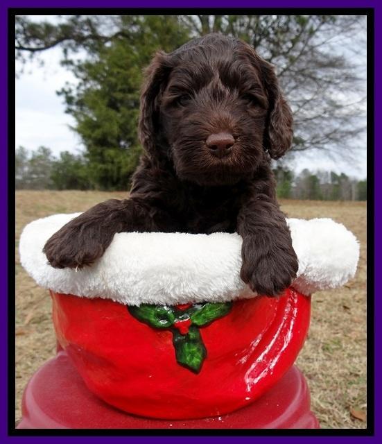 TH pups 5 weeks old 451