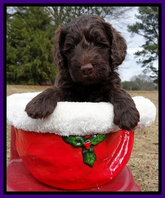 TH pups 5 weeks old 461
