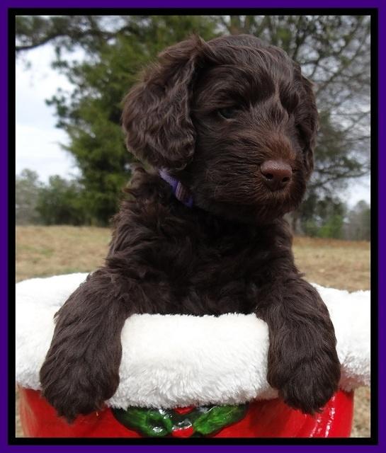 TH pups 5 weeks old 471