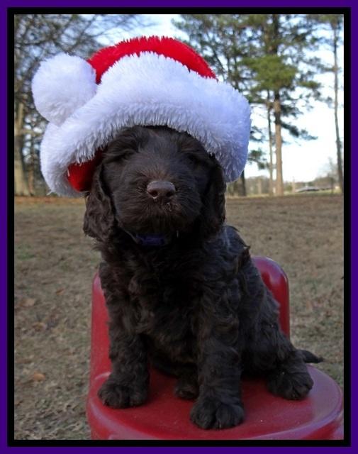 TH pups 6 wks old 351