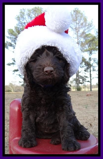 TH pups 6 wks old 361