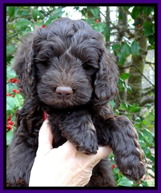 TH pups 7 weeks old 11