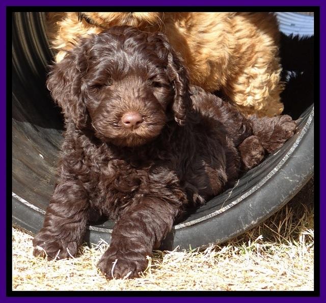 TH pups 8 wks old 53
