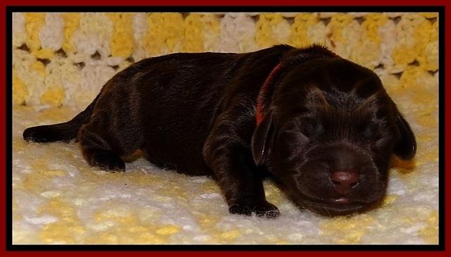 TH newborn individual 121