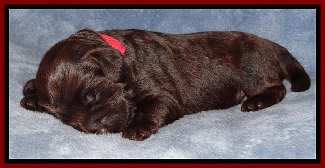 TH pups 1 wk old 142