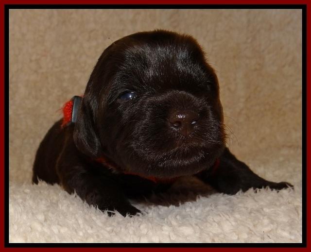 TH pups 2 wks old 261