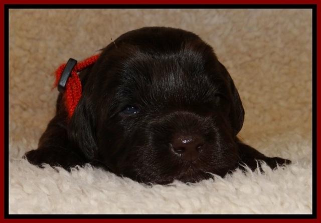 TH pups 2 wks old 271