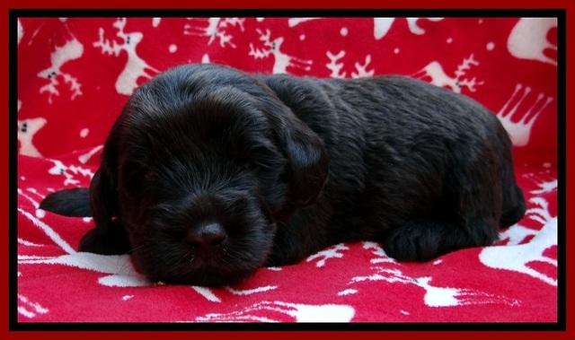 TH pups 3 wks old 151