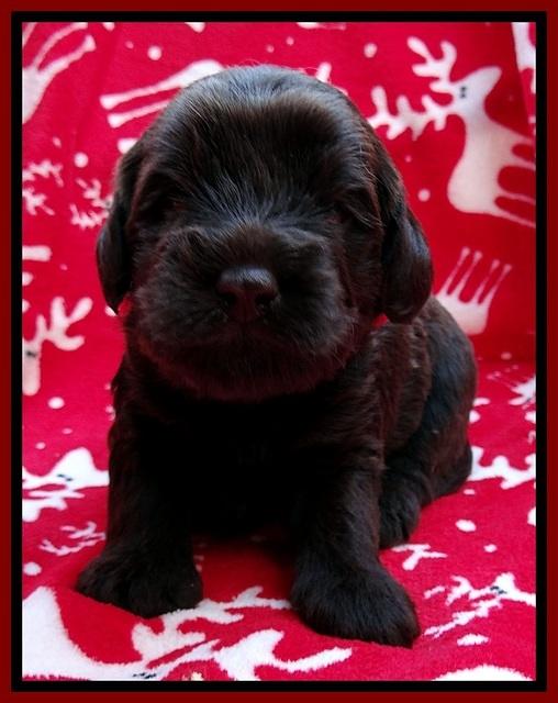 TH pups 3 wks old 161