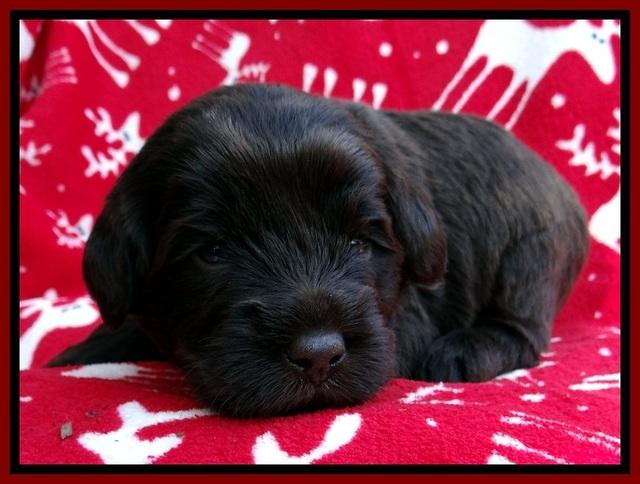 TH pups 3 wks old 171