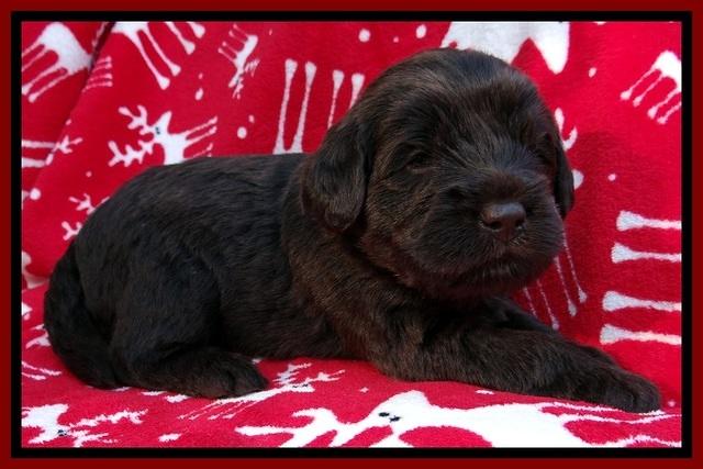 TH pups 3 wks old 181