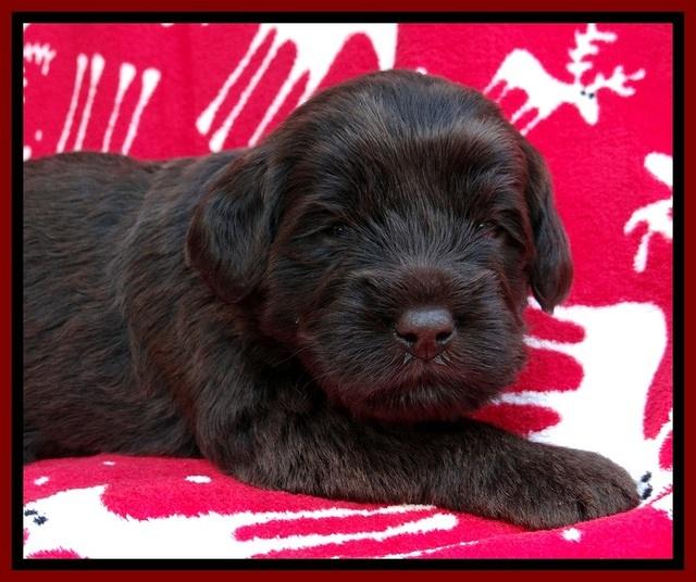 TH pups 3 wks old 191